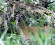 Hidden Deer 2709